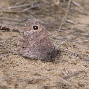 Van klimaatreligie naar groen geloven