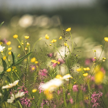 Intrinsieke waarde en natuur