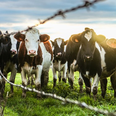 Hek. Ethiek van de grens tussen boerenland en natuurgebied