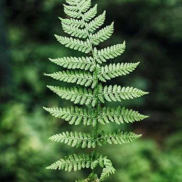 Een kritische spiegel voor de rentmeester. Een verkenning van de oosters-orthodoxe notie van de mens als priester van de schepping
