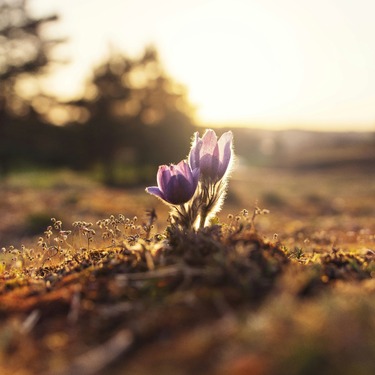 De blijvende relevantie van Jürgen Moltmanns Theologie der Hoffnung